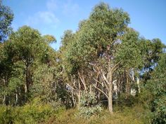 the trees are tall and green in the forest