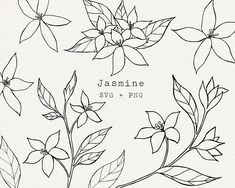 some flowers and leaves are drawn on a white background with the words jasmine svg + png