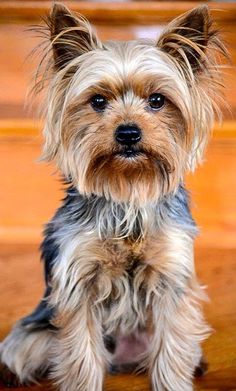 a small dog sitting on top of a wooden floor