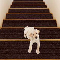 a puppy standing on top of a carpeted stair case in front of a wall