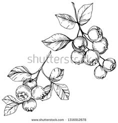 black and white drawing of an apple tree branch with fruit on it's leaves