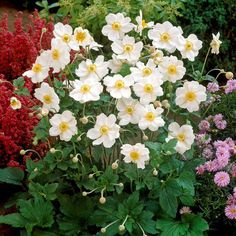 white and yellow flowers in a garden next to some red and purple flowers on the ground