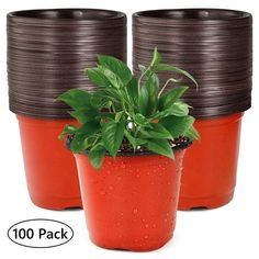 three potted plants with brown rims on each planter and one green plant in the middle