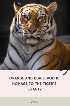 an orange and black tiger sitting on top of a white sign with the words orange and black