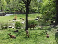 some deer are laying down in the grass near trees and water, while others walk around