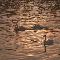 three swans swimming in the water at sunset