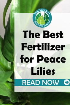 the best fertilizer for peace lilies read now on houseplants com