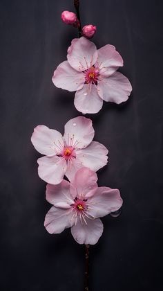 three pink flowers on a black background