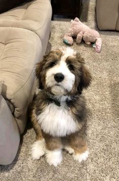 a brown and white dog sitting on top of a floor next to a stuffed animal