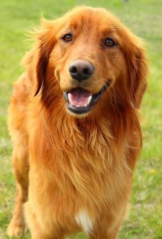 a brown dog standing on top of a lush green field