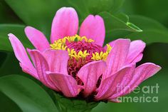 a pink flower with yellow stamens in the center and green leaves around it