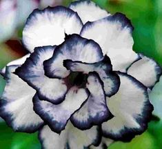 a blue and white flower with green leaves in the background