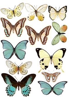 many different types of butterflies on a white background