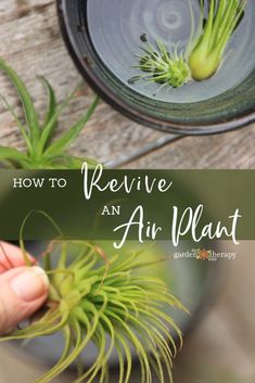 an air plant is being held up by someone's hand with the words how to remove