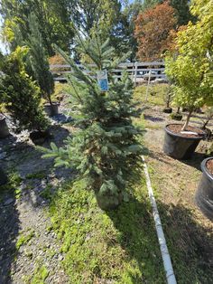 a small pine tree sitting in the middle of a yard