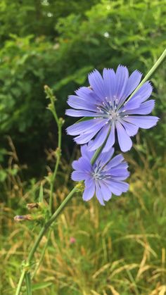 a blue flower is in the middle of some tall grass