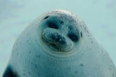 a close up view of a seal with it's eyes wide open