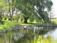 a small pond surrounded by trees and grass