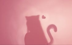 a shadow of a cat on a pink wall