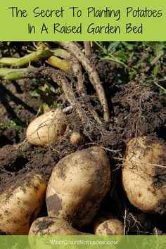 the secret to planting potatoes in a raised garden bed