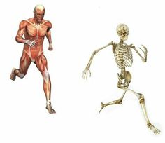 two different types of human body parts, one is running and the other is running