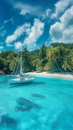 a sailboat in the blue water with palm trees on the shore and an island in the background