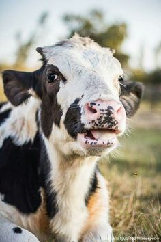 a black and white cow laying in the grass