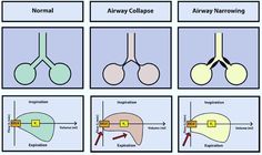 different stages of the human body and their corresponding organs are shown in this diagram, which shows