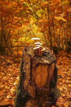 mushrooms growing out of a tree stump in the woods