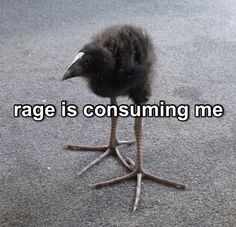 an emu standing on its legs with the words rage is consuming me