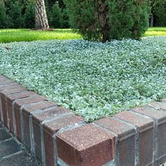 a brick garden bed with green plants growing in it