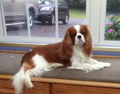 a brown and white dog sitting on top of a wooden table next to a window