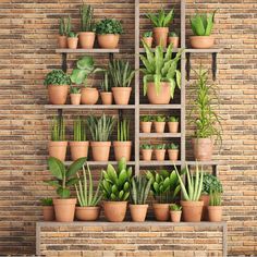 there are many different types of plants in the potted planter on the shelf