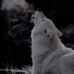 Werewolf Aesthetic, Medieval Aesthetic, Maggie Stiefvater, Dragon Warrior, House Stark, Wolf Pictures, Bride Book, Wolf Dog, White Wolf