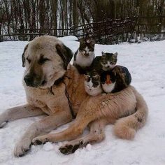 a large dog laying in the snow with four kittens on his back and one cat sitting on it's back