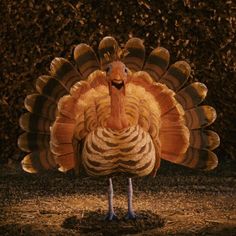 a large turkey standing on top of a dirt field