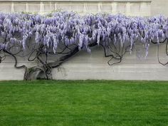 purple wisters growing on the side of a wall in front of green grass