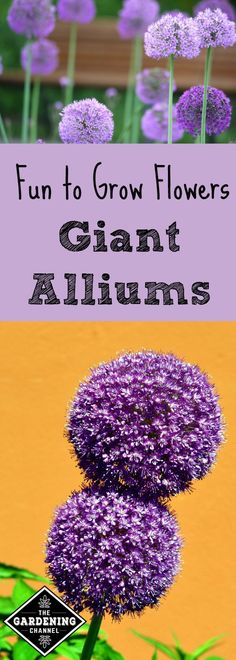 purple flowers with the words fun to grow flowers giant alliums in front of them