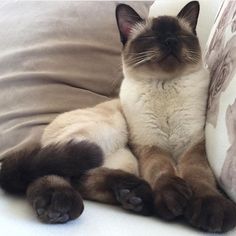 a siamese cat laying on top of a couch with its paws up and eyes closed