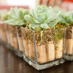 small glass containers filled with succulents and dirt on top of a wooden table