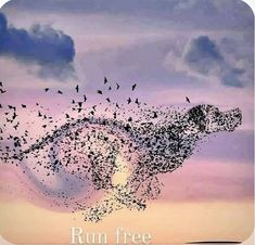 a flock of birds flying in the sky over water at sunset with words run free