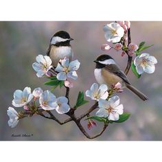 two birds are perched on the branch of a flowering tree