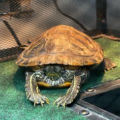 a small turtle sitting on top of a green surface