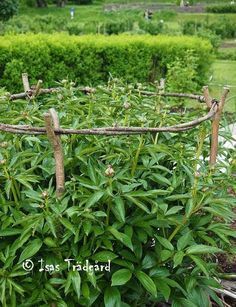 an image of a garden with plants growing in it