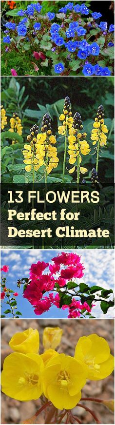 flowers that are in different colors and sizes with the words 15 flowers perfect for desert climate