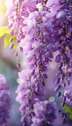 purple flowers with green leaves hanging from the branches in front of sunlight shining on them