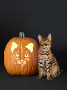 a cat sitting next to a carved pumpkin with an image of a cat on it