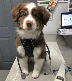 a brown and white dog sitting on top of a table next to a hair dryer