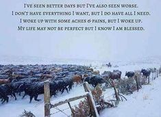 a herd of cattle standing on top of a snow covered field next to a wooden fence