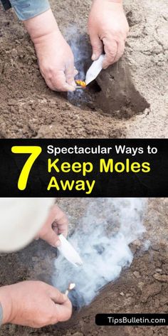 How To Keep Moles Out Of The Garden, Landscape Front Of House, Yard Upgrades, Mole Tunnels, Yard Hacks